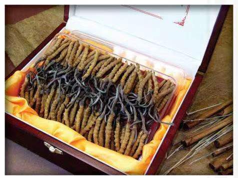 宁夏冬虫夏草回收